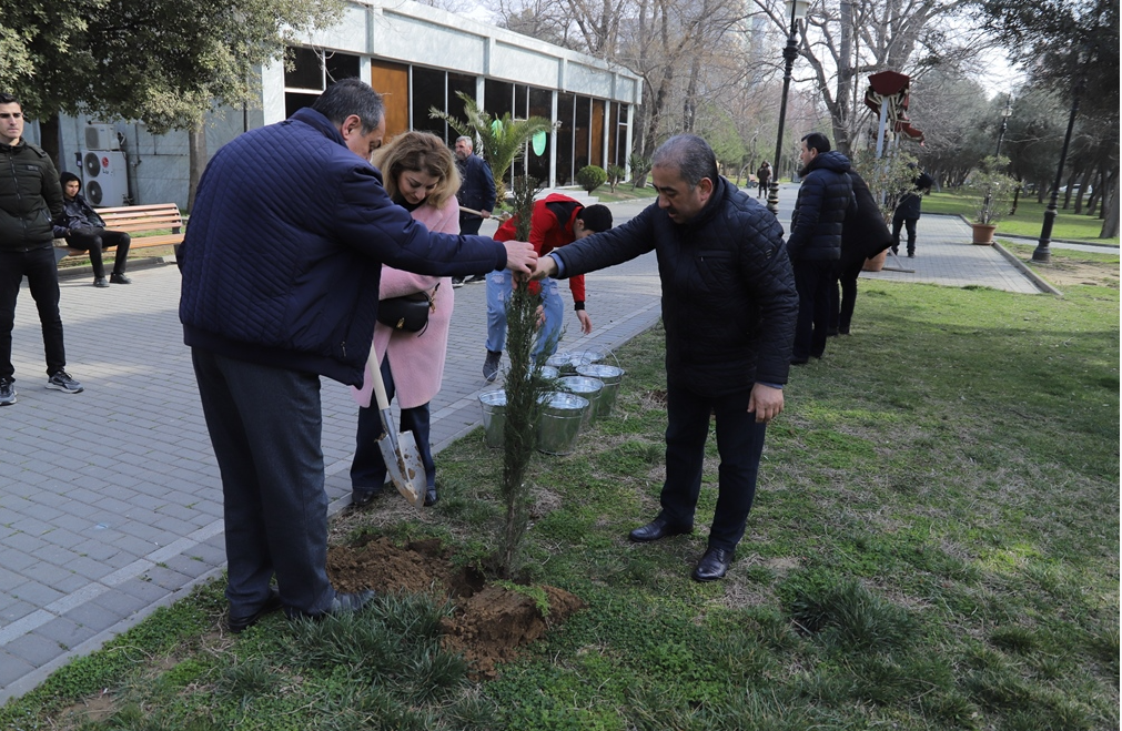 YAP Nəsimi rayonunun təşkilatçılığı ilə ağacəkmə aksiyası keçirilib - FOTOLAR